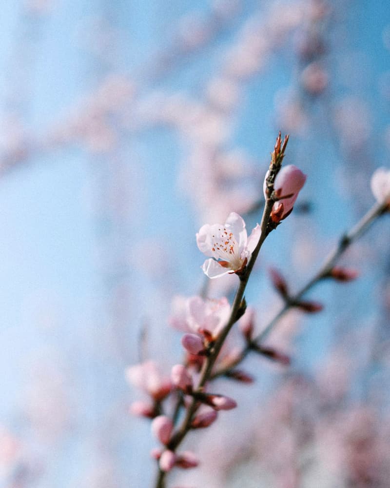 Parcours collectif L'Éclat de six mois pour remettre du vivant et de la présence dans son quotidien.