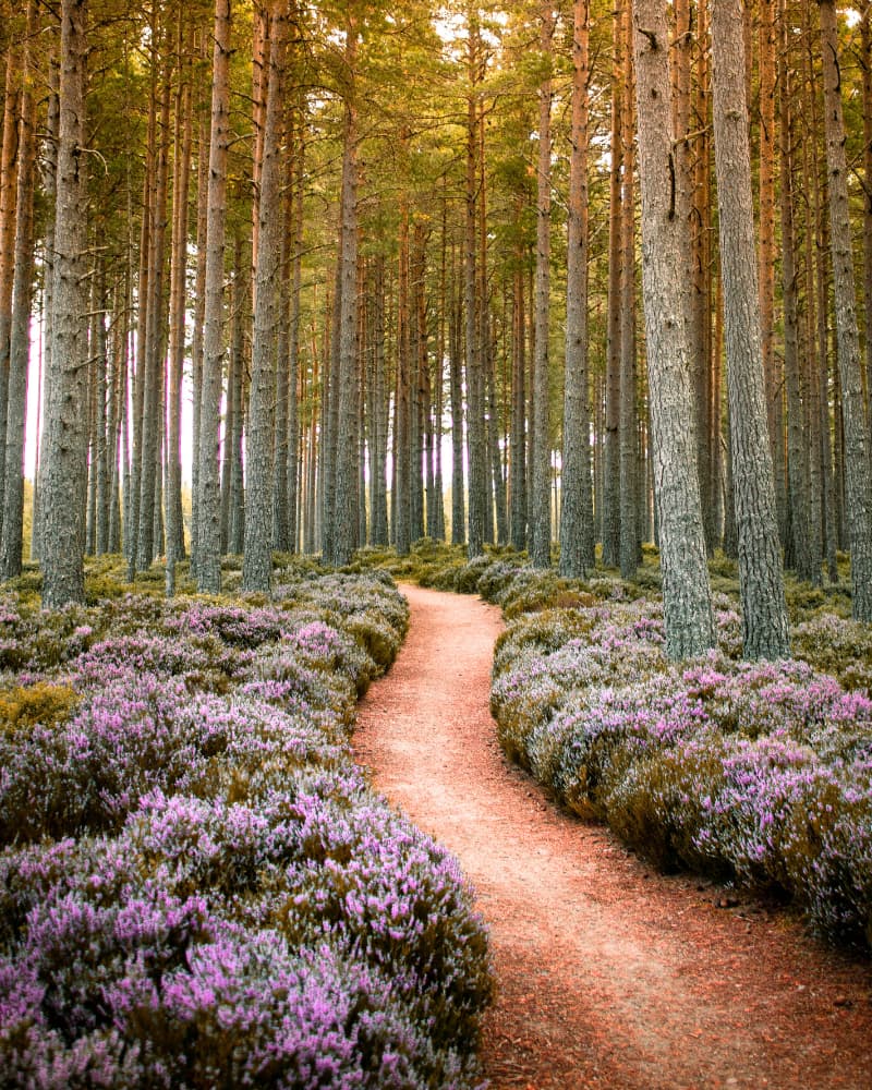 Accompagnement en coaching individuel avec Marie Blanc Fresnel à Ploemeur pour retrouver clarté et élan professionnel et personnel.